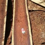woods01